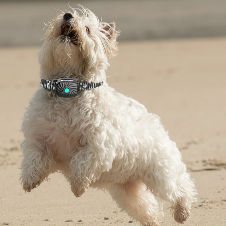 BARKCALM MINI – Zachte anti-blafhalsband met geluid en trillingen voor kleine honden 3