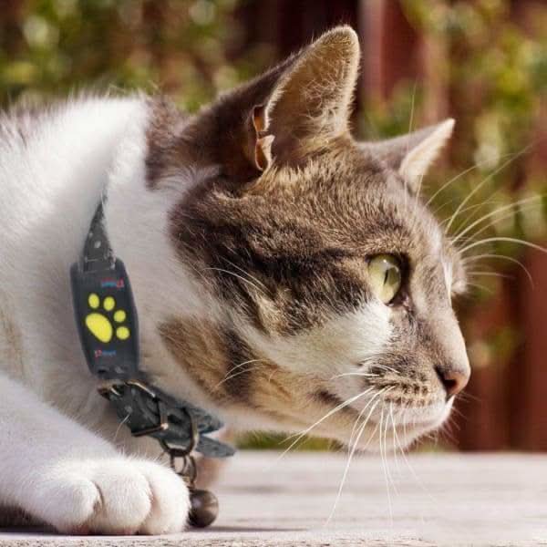 GPS-tracker voor honden en katten – Real-time locatie, lichtgewicht &amp; lange batterijduur (Copy) Vestragear