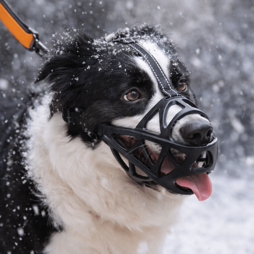 DOGORA – Gentle Dog Muzzle for Safe Everyday Situations Bolendo