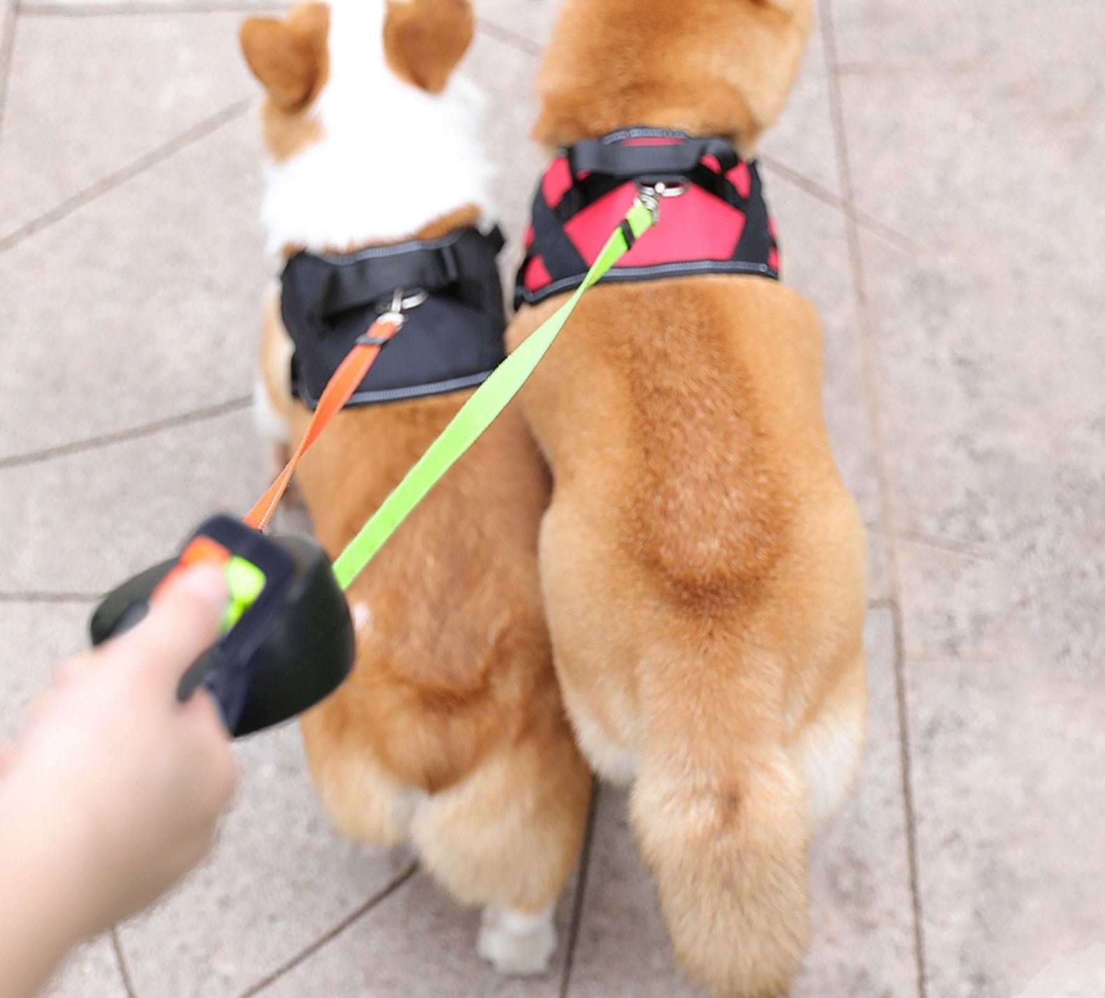 PawLink Duo Guinzaglio per Cani – Doppio Guinzaglio a Rotella con LED e Riflettente