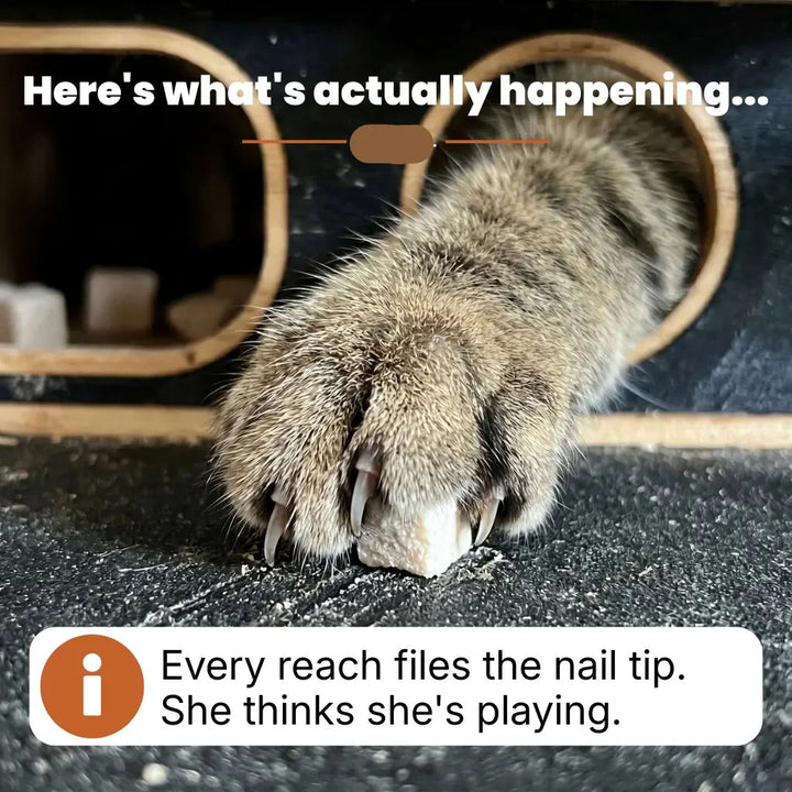 The NailNest™ 3