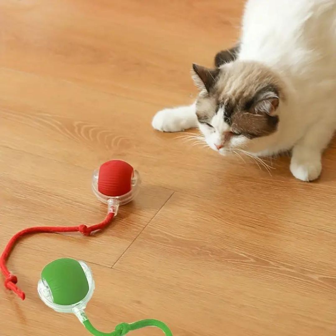 Catimo – Bola interactiva para gatos con cola y recargable por USB – Para interiores